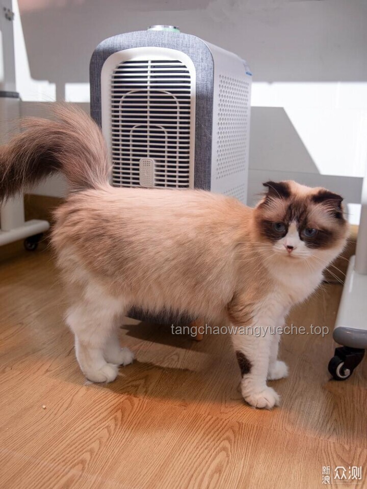 带有水质净化系统的猫猫部落瞭望塔：生态与萌宠的双重守护